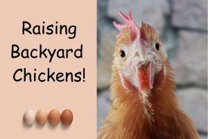 Backyard chickens
